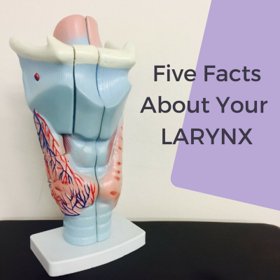 Your larynx – 5 things you need to know — Performance Medicine