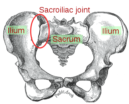 Diagram showing the sacroiliac joint connecting the pelvis and spine.